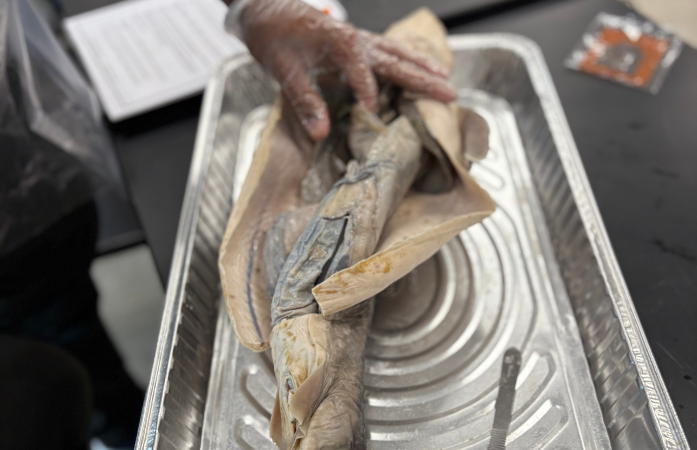  dissected shark