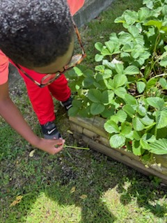Boy student picking strawberries from the garden