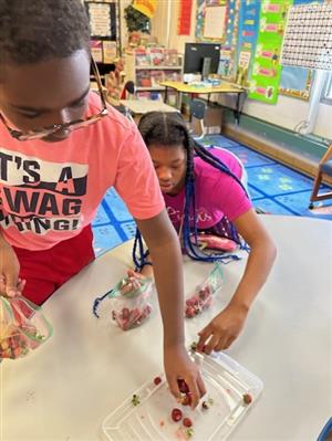 Two students putting strawberries on a tray