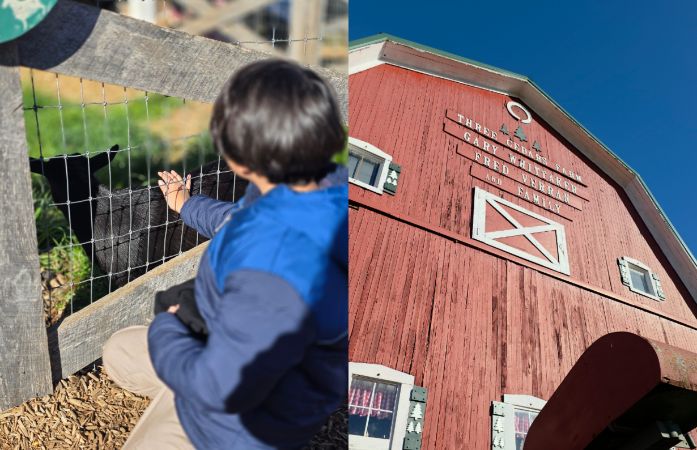 Outside of the cider mill and student feeding a goat