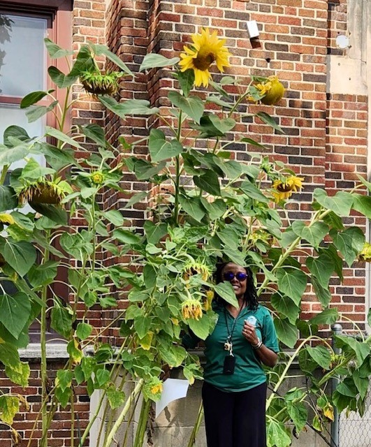  Sunflowers