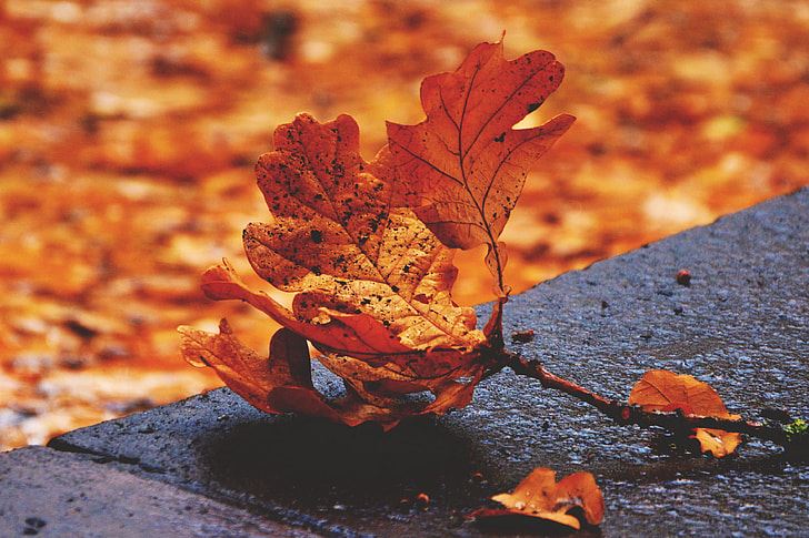  A decorative image of Autumn leaves on the ground. No information is conveyed.