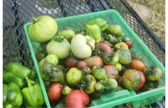  tomatos