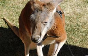 Kangaroo 
