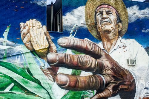 image of a Hispanic farmer collecting and examining his crop.