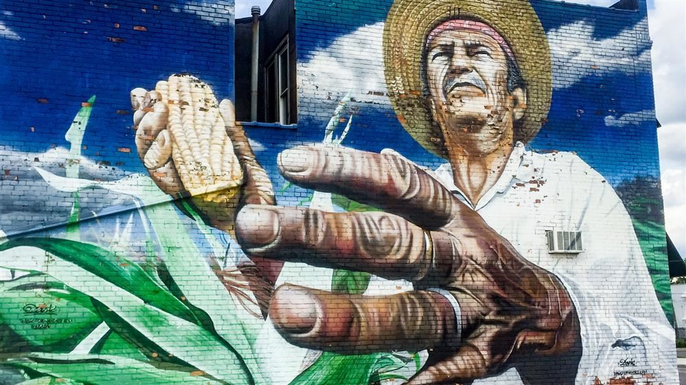 Hispanic Farmer Examining his corn crop