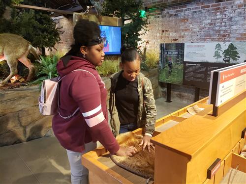 touching the furs of different animals in Michigan 