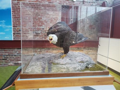 Michigan Hawk 