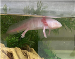  Axoloti in a tank 