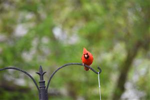 A cardinal sitting on a pirch