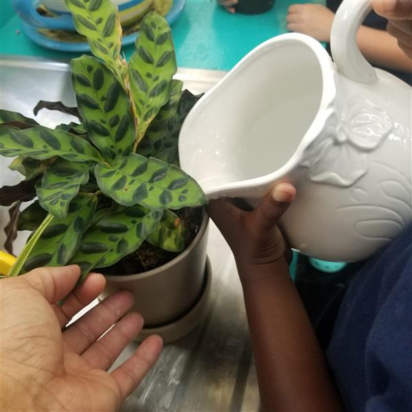 Watering Class Plants