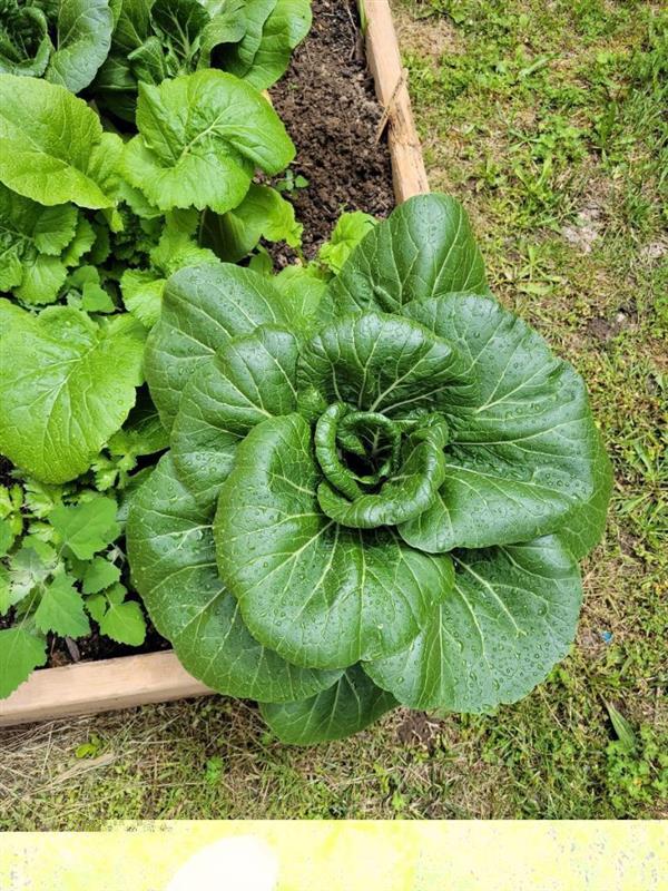 Bok Choy