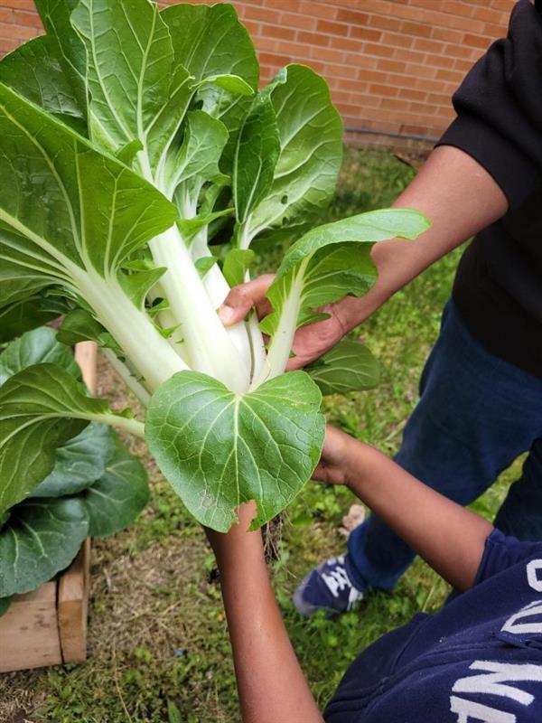 Bok Choy 1
